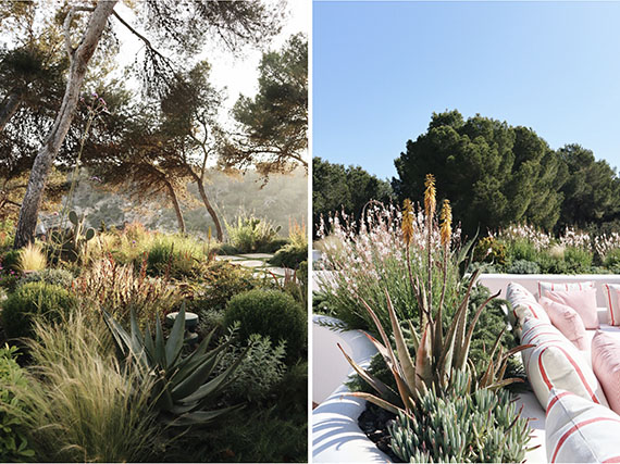 Esculturales suculentas en una jardinería de anticipación (2ª parte). Entre plantas mediterráneas